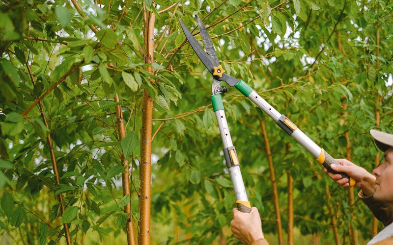 Tree trimming in River Ranch, FL